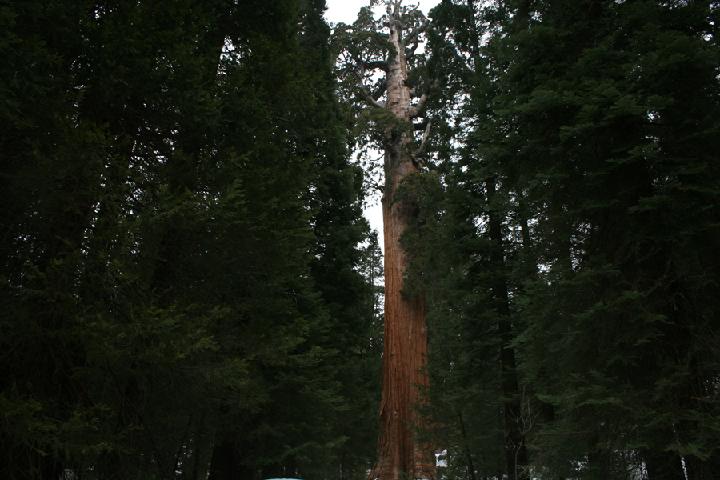 20-Sequoia 0023.JPG